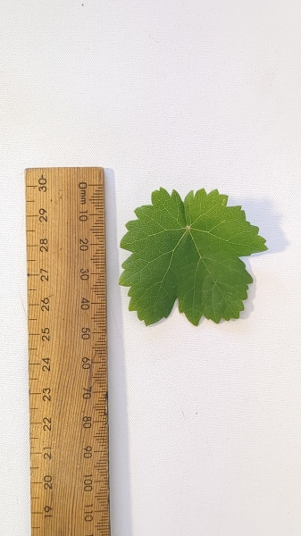 Leaf of the Grape - Maroo Seedless