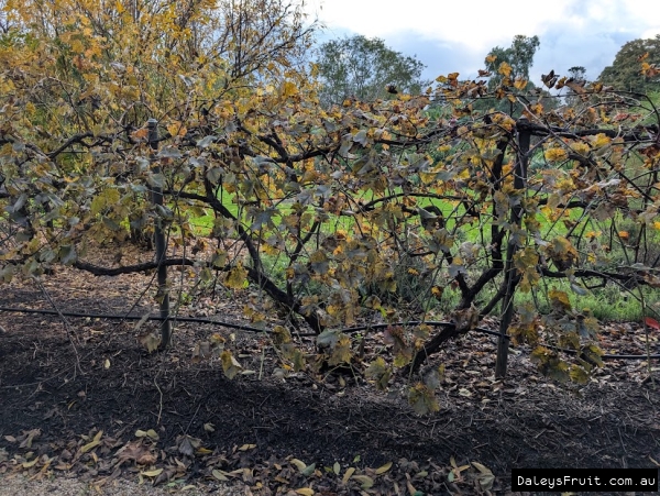 Deciduous Maroo grape vine in Adelaide Botanic Gardens