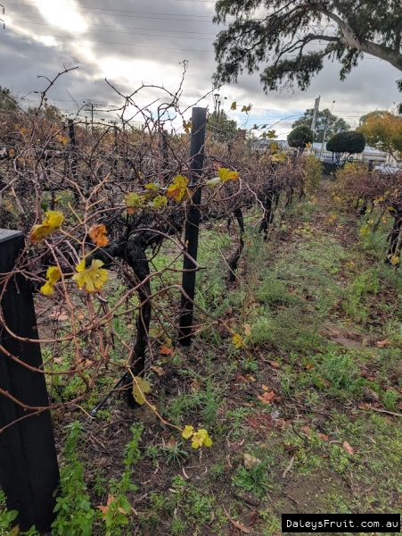Deciduous Merlot Grape in Adelaide Botanic Gardens