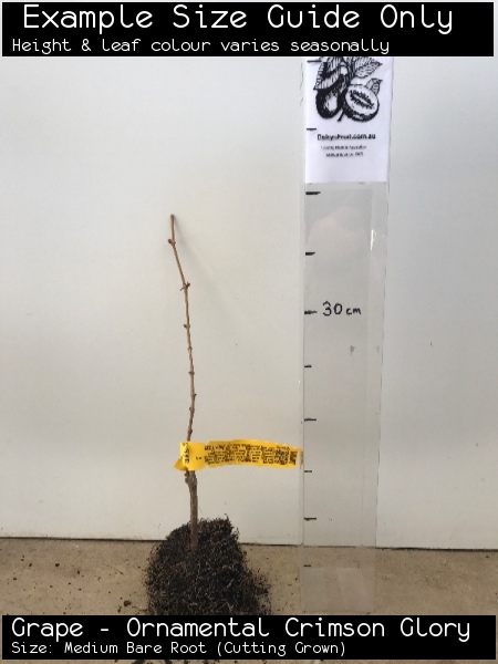 Grape - Ornamental Crimson Glory For Sale (Size: Medium Bare Root) (Cutting Grown)