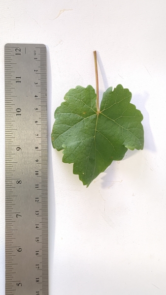 Leaf of the Grape - Red Globe
