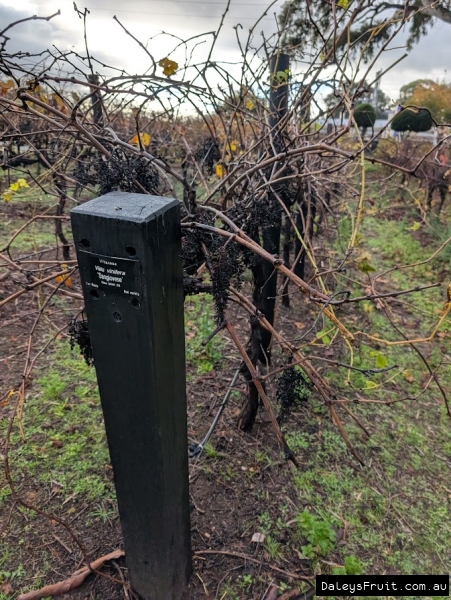 Sangiovese grape in Adelaide Botanic Gardens with past harvest still hanging