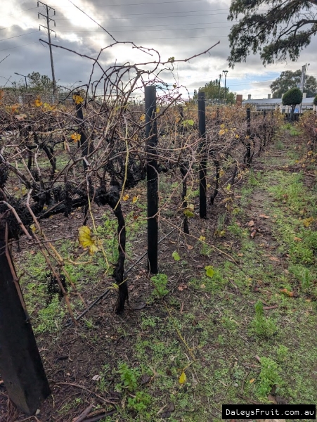 Deciduous Sangiovese grape in Adelaide Botanic Gardens