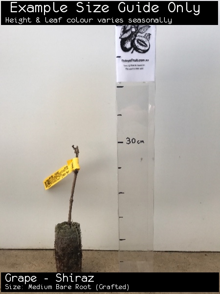 Grape - Shiraz For Sale (Size: Medium Bare Root) (Grafted)