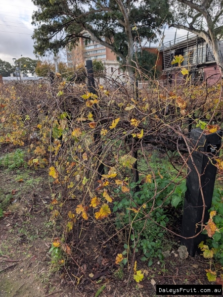 Deciduous Shiraz Grape in Adelaide Botanic Gardens