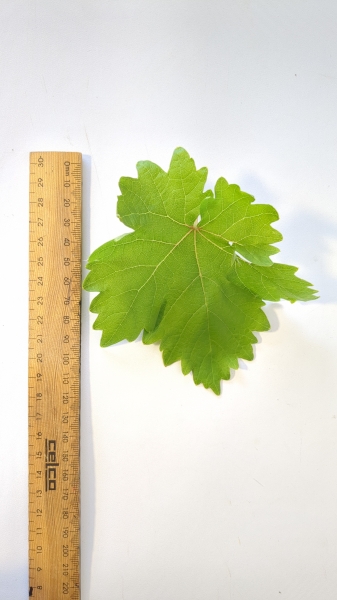 Leaf of the Grape - Sultana H5
