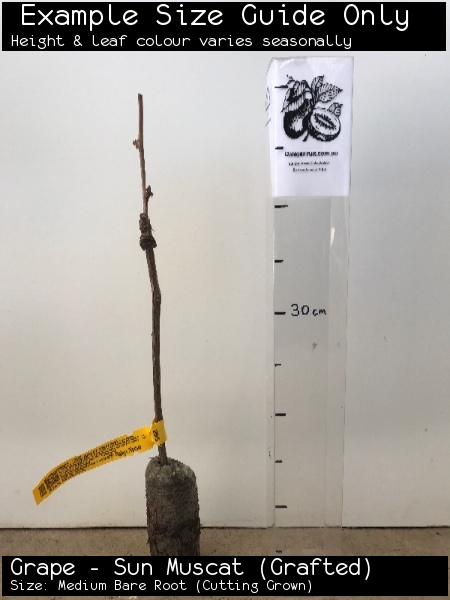 Grape - Sun Muscat (Grafted) For Sale (Size: Medium Bare Root) (Cutting Grown)