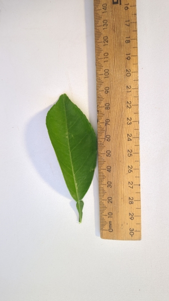 Leaf of the Grapefruit - Honneffs Surprise