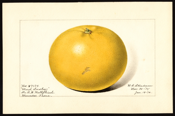 Drawing of Marsh Seedless variety of grapefruits