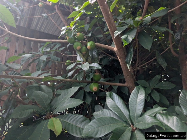 Unripe green sapote fruit at tropical fruti world