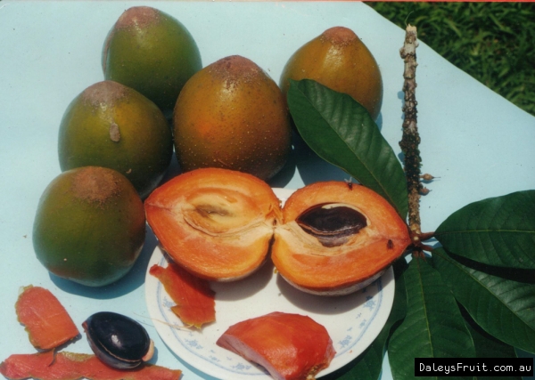 Green Sapote Tree - Pouteria viridis