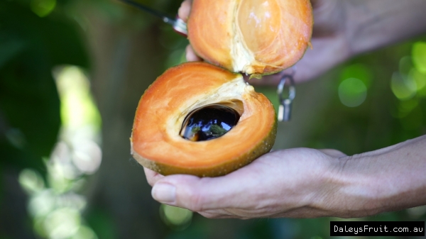 Green Sapote close up of the fruit against a hand to show the size of the fruit and the seed as it is cut open