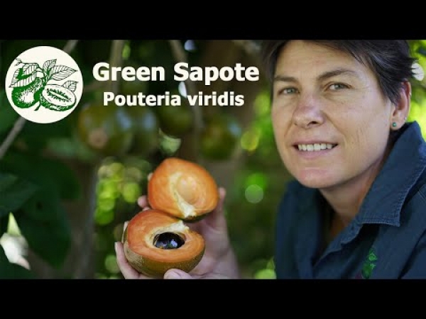 Youtube of the Green Sapote - Pouteria viridis. Have a look at the beautiful pinkish-red, caramel sweet flesh.