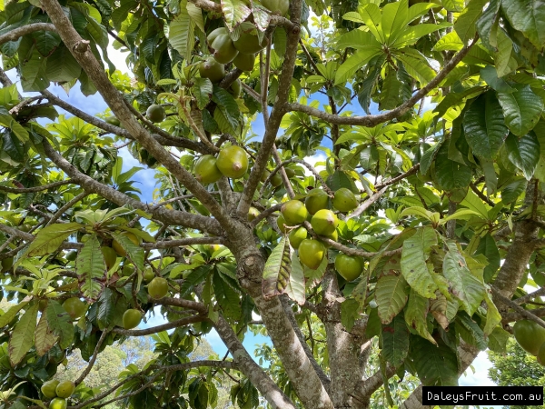 Green Sapote Tree at Picones Exotic Orchard Mullumbimby