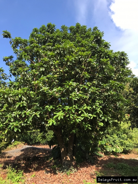 Green Sapote Tree