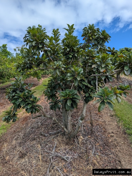 Ross Sapote tree showing compact form and dense growth