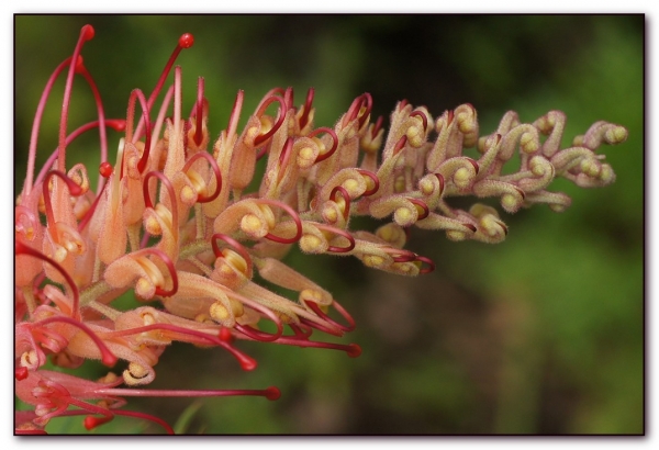 Grevillea Coconut Ice