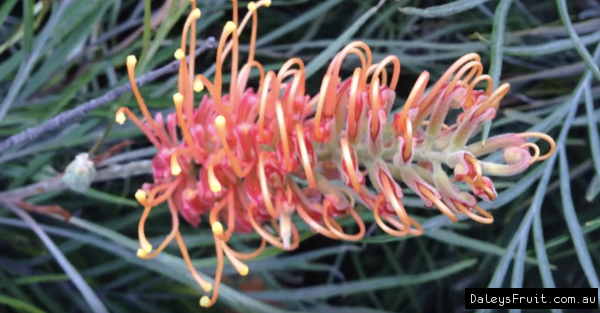 Grevillea Honey barbara