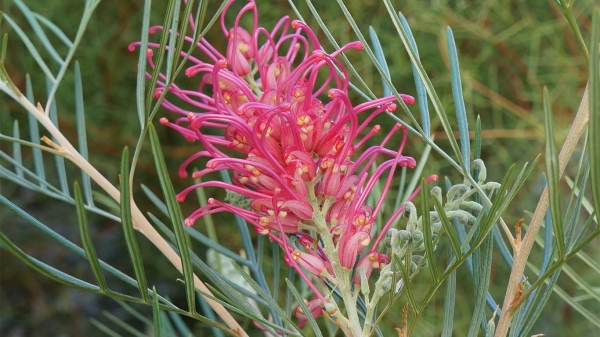 Grevillea 'Lollypops' cultivar, flower and foliage - private garden