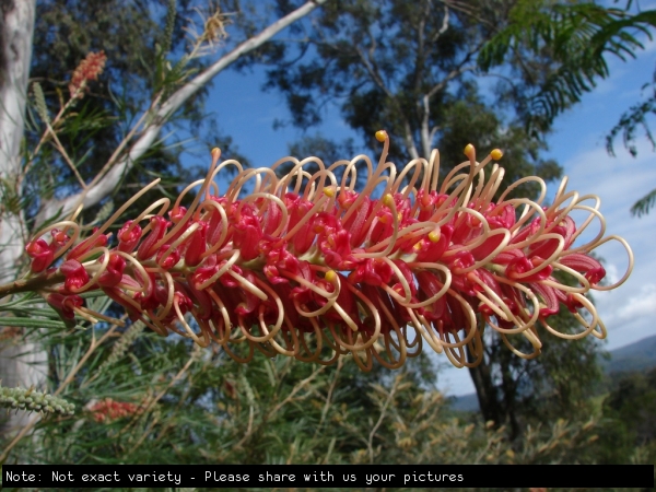 Grevillea Not exact variety