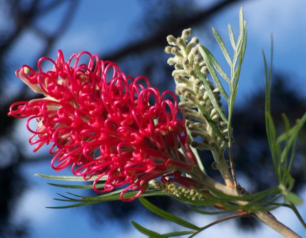 Grevillea Pink Surprise