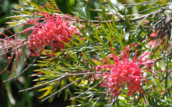 Grevillea Red Silky Oak