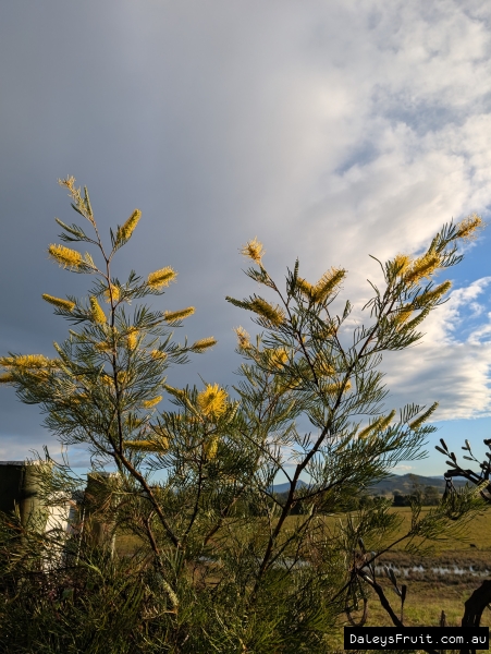 Yellow Grevillea flowers en mass on fine foliage Sandra Gordon tree
