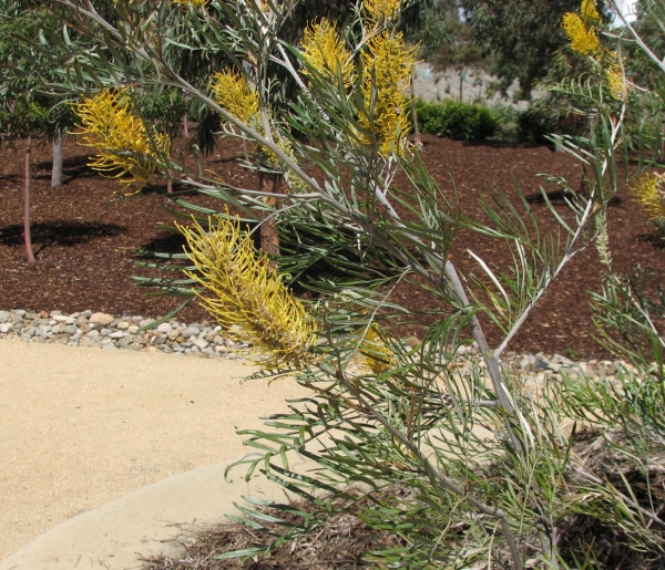 Grevillea Sandra Gordon