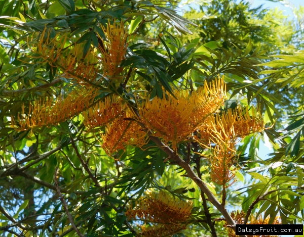 Silky Oak Flowers with their bright yellow colours shining through