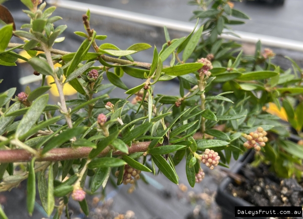 Lots of flower buds are forming on the prostrate Sunkissed Grevillea.
