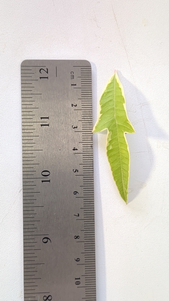 Leaf of the Grevillea - Sunkissed Waters