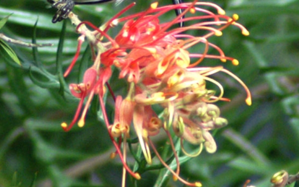 Grevillea superb