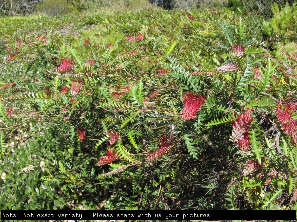 Grevillea generic