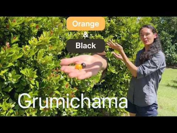 Video: Grumichama Orange vs Black