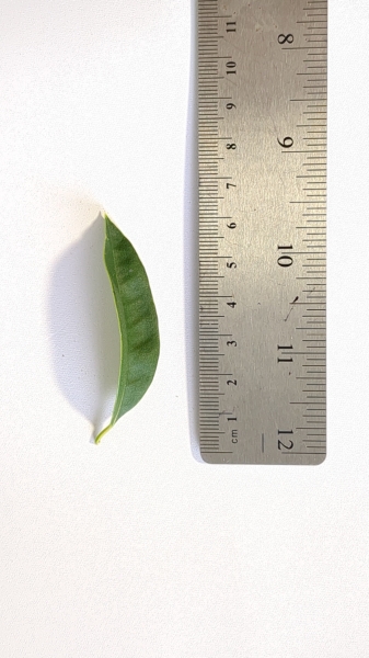 Leaf of the Guabiyu