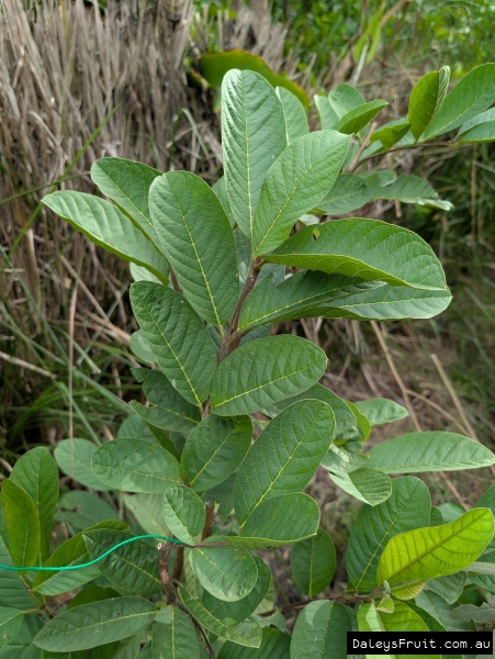 Young Apple Guava Fruit Tree getting established