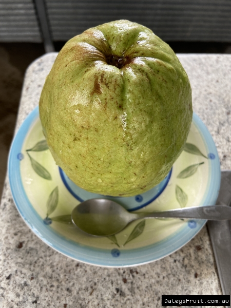 Very large size fruits!