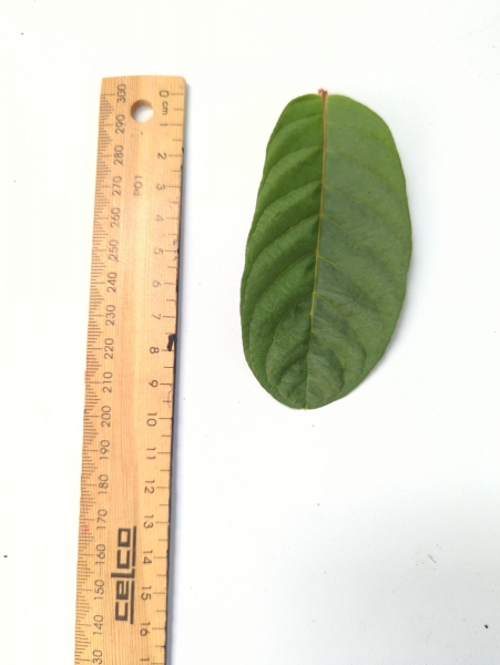 Leaf of the Guava - Apple