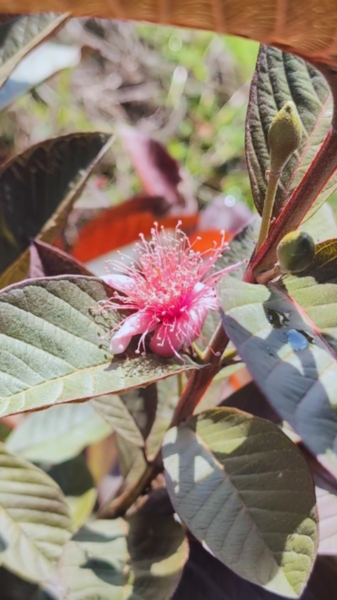 Flowers of the malay red guava fruit tree