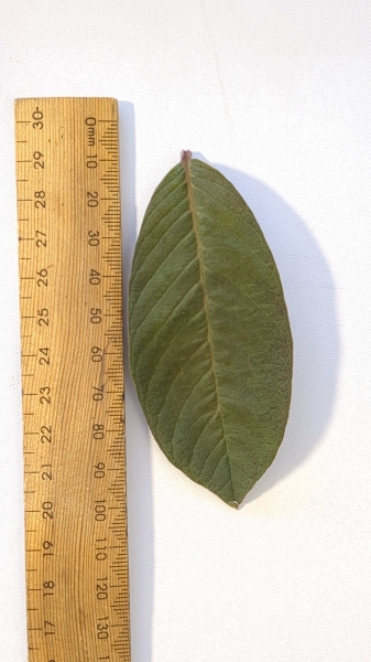 Leaf of the Guava - Malay Red