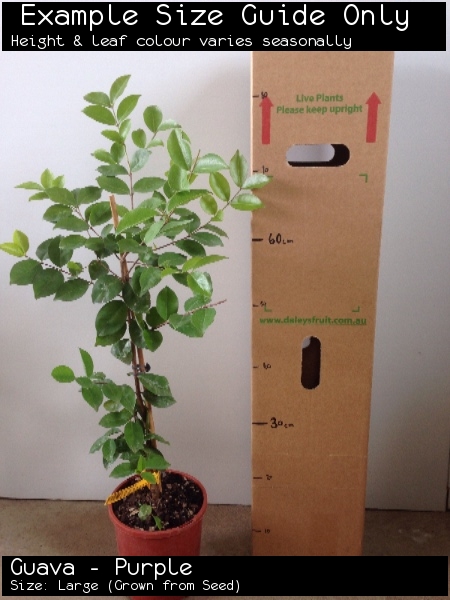 Guava - Purple For Sale (Size: Large) (Grown from Seed)