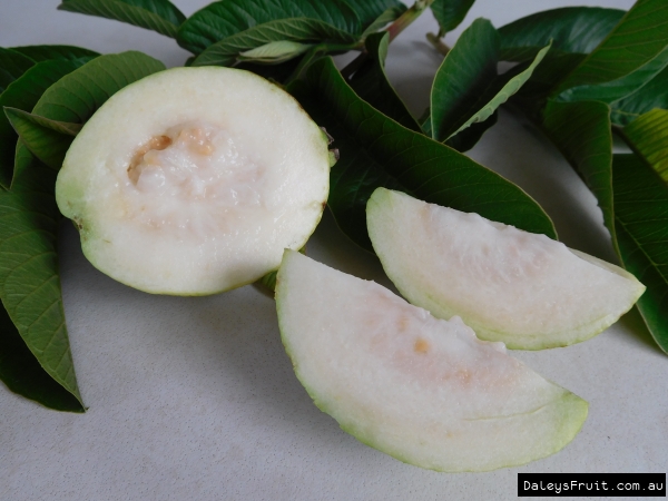 Less Seeds starling Guava has less seeds than generic guava plants but it does have seeds just less than normal