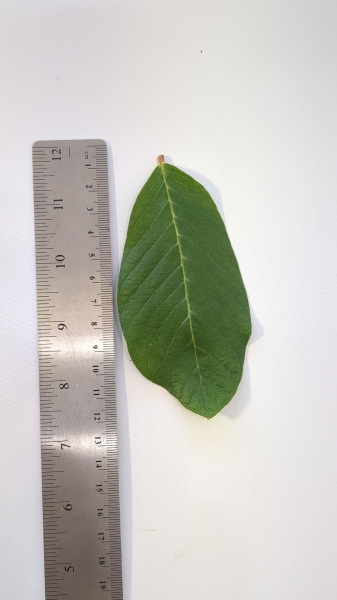 Leaf of the Guava - Starlings White
