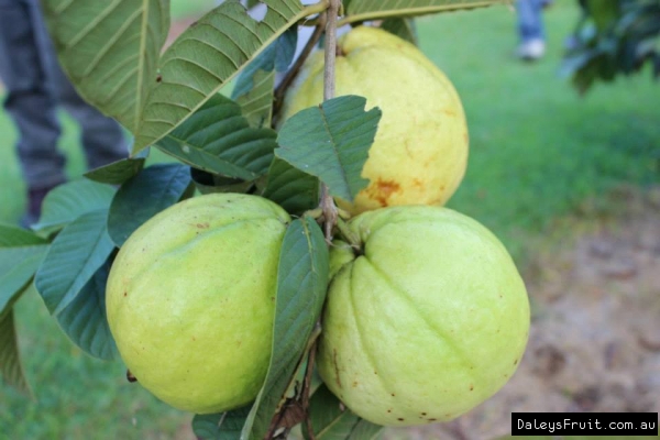 Thai White Guava Picture taken at John Picones