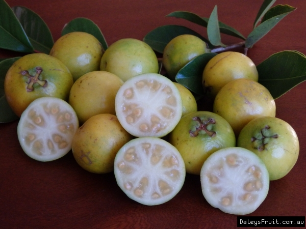 Guava Yellow Cherry