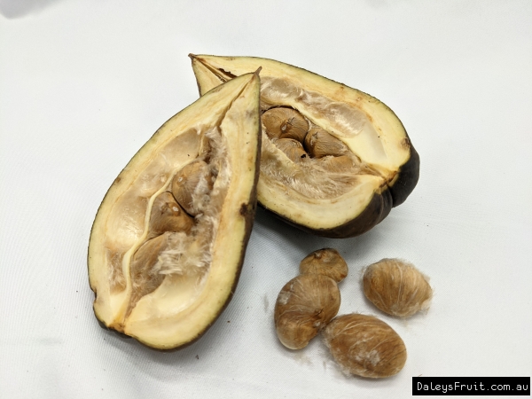 Guiana Chestnut Ripe and opened ready to be taken out of the kernal