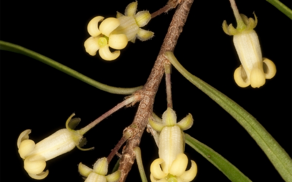 Buy Gumbi the Native Apricot - Pittosporum