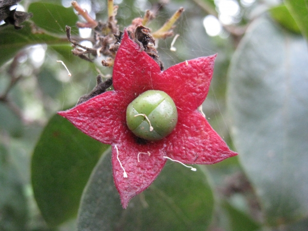 Flower and fruit of the Hairy Clerodendrum (Clerodendrum tomentosum). Paruna Reserve, Como NSW Australia, January 2010.