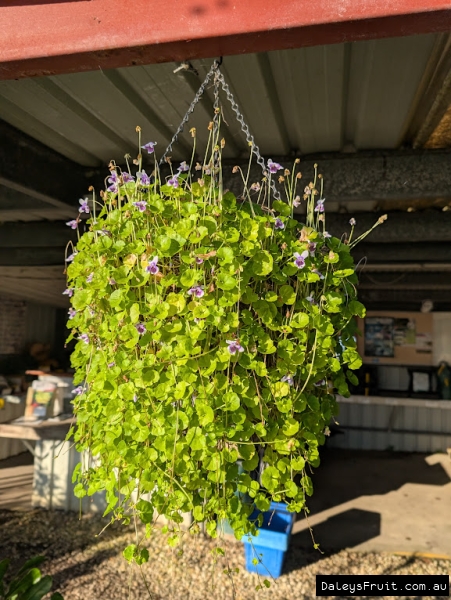 A hanging basket in our retail store full of Native Violet