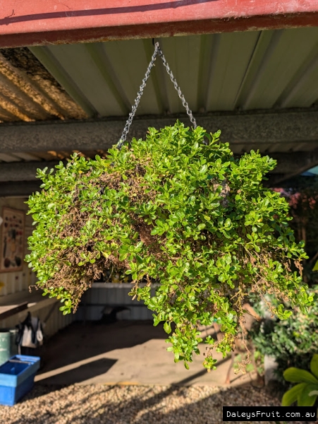 A hanging basket in our retail store full of Scaevola, native fan flower